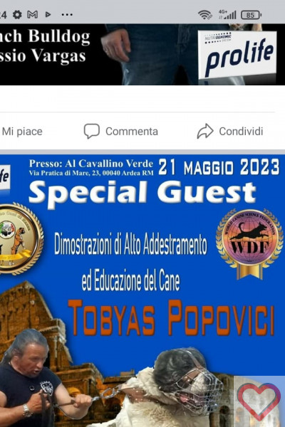 Pitrigio